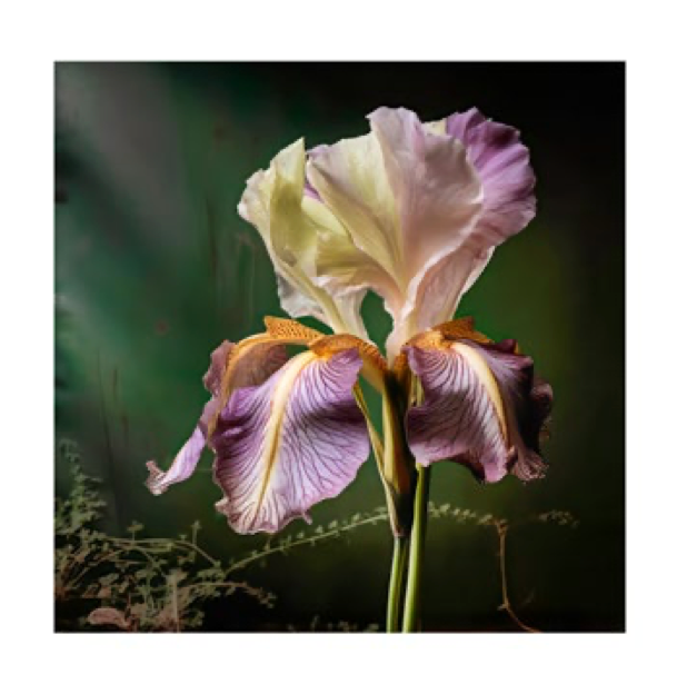 Dal tramonto all’alba